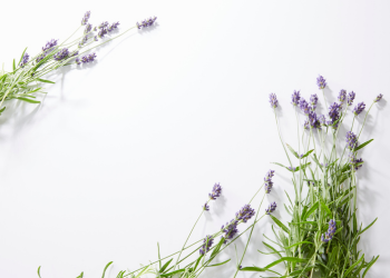 flores con fondo blanco