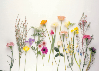 flores con fondo blanco